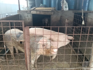 porci de țară  - imagine 5