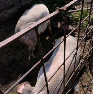 Vând 3 porci 