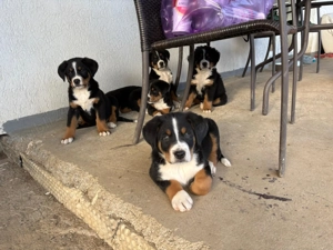 Catei Ciobanesc de Berna - imagine 3