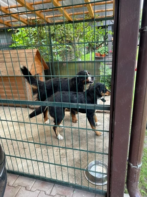 Catei Ciobanesc de Berna - imagine 2