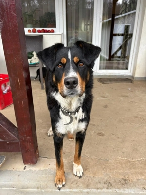 Catei Ciobanesc de Berna - imagine 5