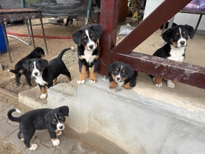 Catei Ciobanesc de Berna - imagine 4