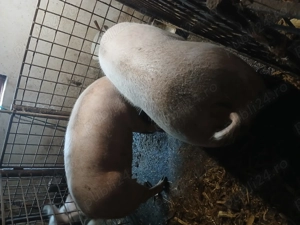 Vând 2 porci - imagine 2