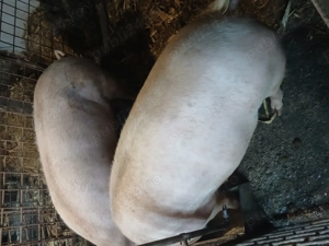 Vând 2 porci - imagine 3