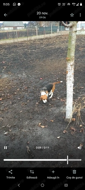 De vânzare cățelușă beagle  - imagine 2