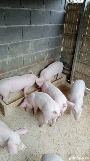 Purcei de vânzare 
