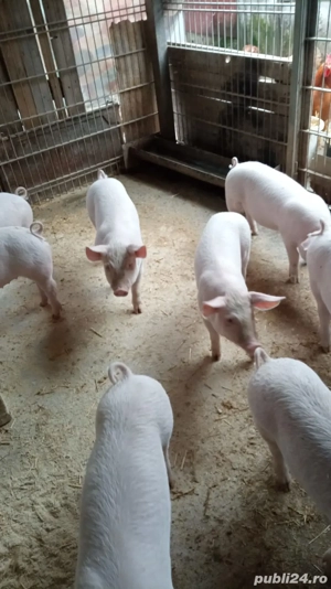Purcei de vânzare  - imagine 2