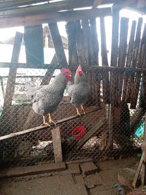 Cocoși de casă de vânzare