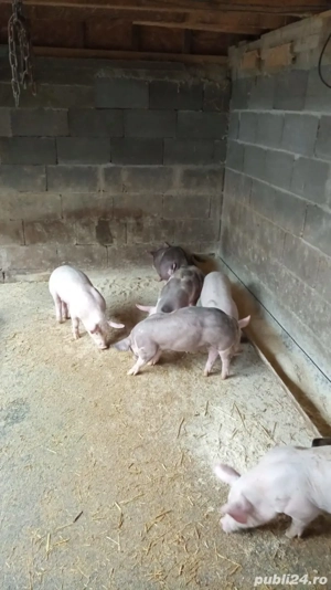 Purcei de vânzare  - imagine 4