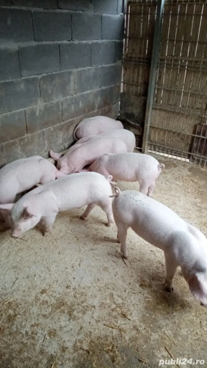 Purcei de vânzare  - imagine 3