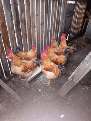 Cocoși de casă de vânzare - imagine 2