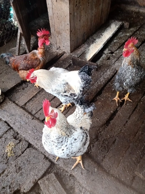 Cocoși de casă de vânzare - imagine 3