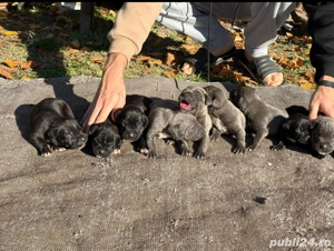 Pui Cane Corso Negri Gri(blue) 
