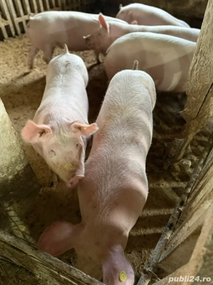 Porci de carne 100-180 kg