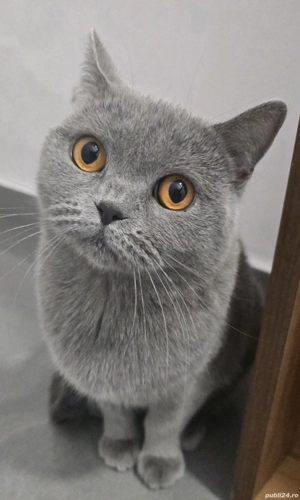 Vând pisică British Shorthair