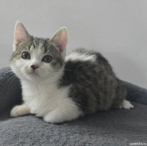 Vând pisică British Shorthair