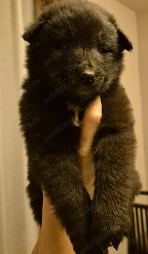 Ciobanesc belgian de groenendael  - imagine 2