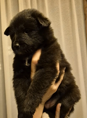 Ciobanesc belgian de groenendael 