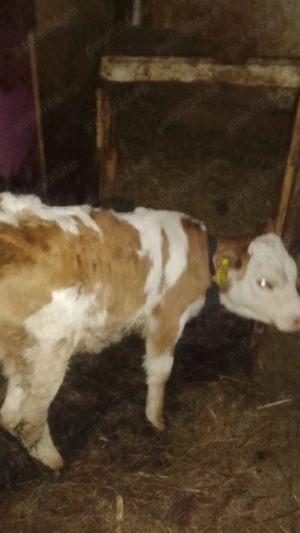 Vând vițel de carne - imagine 2