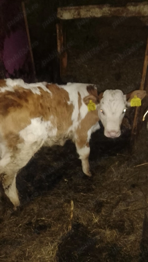 Vând vițel de carne - imagine 3