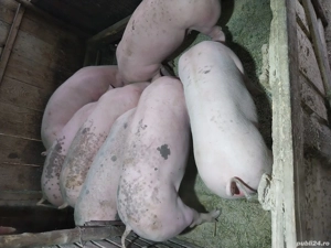 Porci de vinzare  - imagine 3