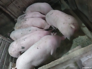 Porci de vinzare  - imagine 2