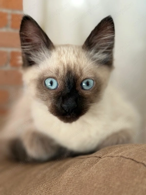 Motănel birmanez - 4 luni