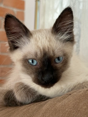 Motănel birmanez - 4 luni - imagine 4