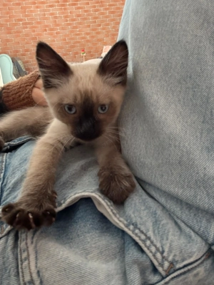 Motănel birmanez - 4 luni - imagine 3