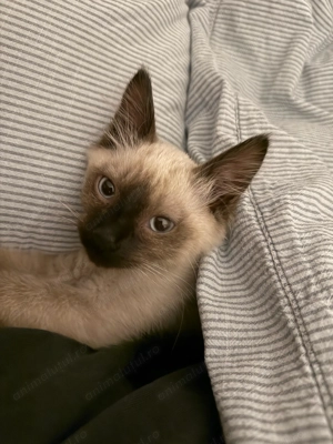 Motănel birmanez - 4 luni - imagine 5