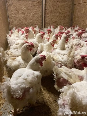 Găini albe de carne  - imagine 3