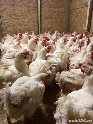 Găini albe de carne  - imagine 2