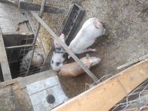 Vând purcei înțărcați și porci de tăiat  - imagine 2