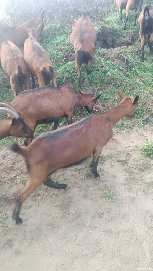 Iede alpina franceza  - imagine 3