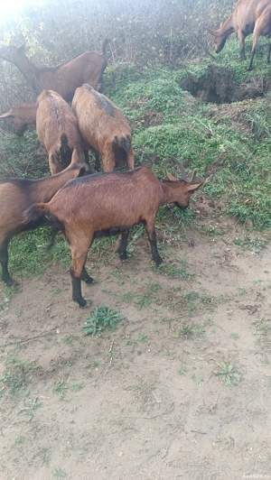 Iede alpina franceza  - imagine 4