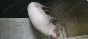 Porci de vânzare  - imagine 3