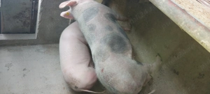 Porci de vânzare  - imagine 5