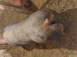porci de carne rasa pietrain - imagine 2