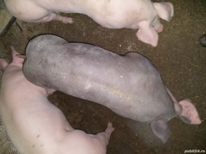 porci de carne rasa pietrain - imagine 3