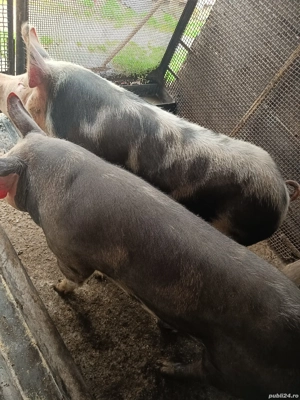 Vand porci de sacrificat! - imagine 2