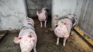 Vand   schimb cu lemne sau cereale doi porci de carne pietrean  - imagine 3