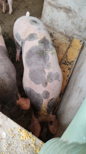 Vand   schimb cu lemne sau cereale doi porci de carne pietrean  - imagine 4