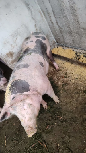 Vand   schimb cu lemne sau cereale doi porci de carne pietrean  - imagine 5