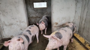 Vand   schimb cu lemne sau cereale doi porci de carne pietrean  - imagine 2