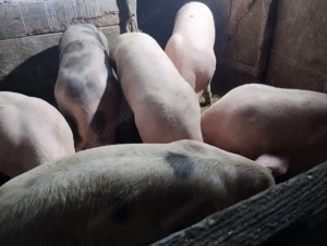 Porci 100-110 kg - imagine 2