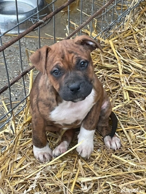 catelusi adorabili isi cauta stapan - imagine 4