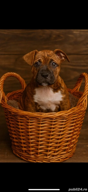 catelusi adorabili isi cauta stapan - imagine 2