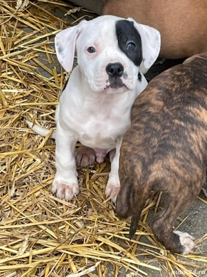 catelusi adorabili isi cauta stapan - imagine 3