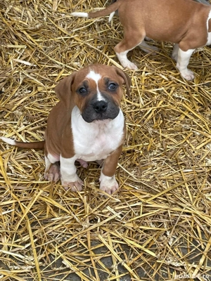 catelusi adorabili isi cauta stapan - imagine 5