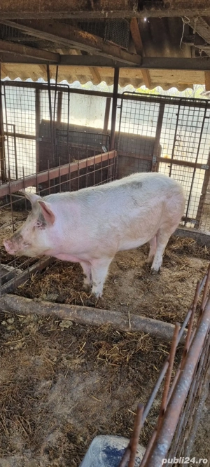 Porc marele alb de vanzare - imagine 2